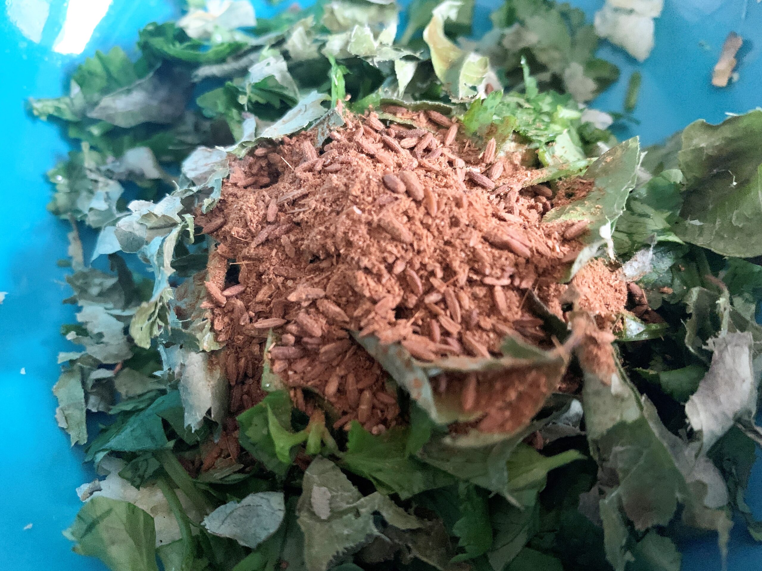 Prawn Koliwada Recipe